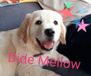 Dide Mellow from the handsome stars